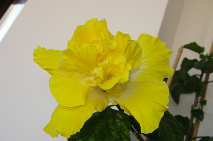 hibiscus Banana Parfait