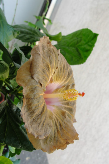 09.09.12 - B-hibiscus de la Gommer 2012