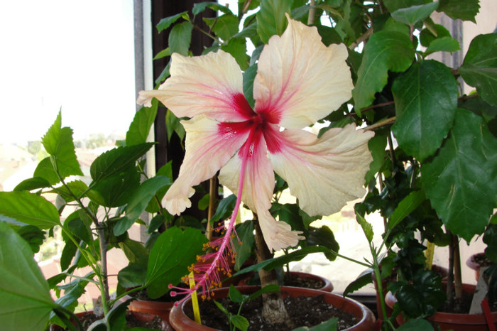 09.09.12 - B-hibiscus-2012 4