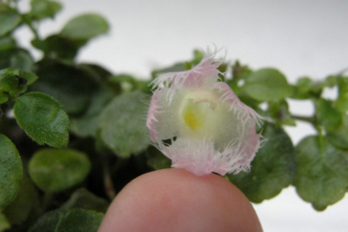 floare f mica