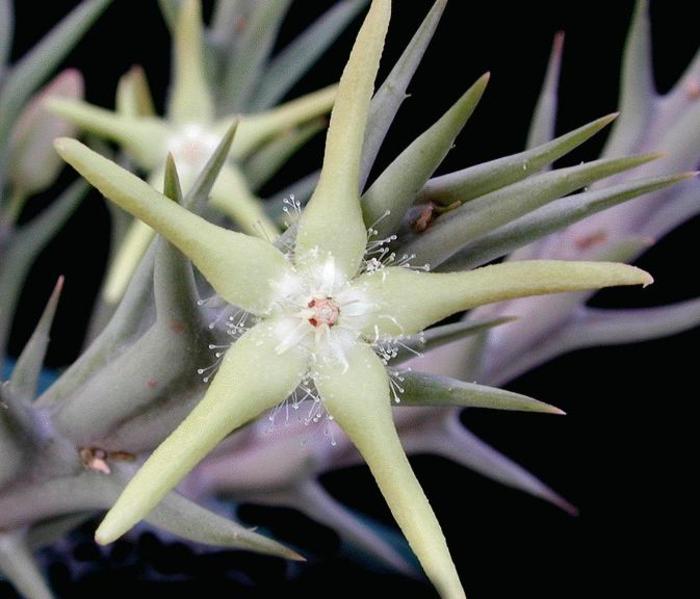 Caralluma rogersii