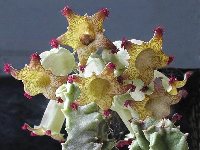 Caralluma solenophora