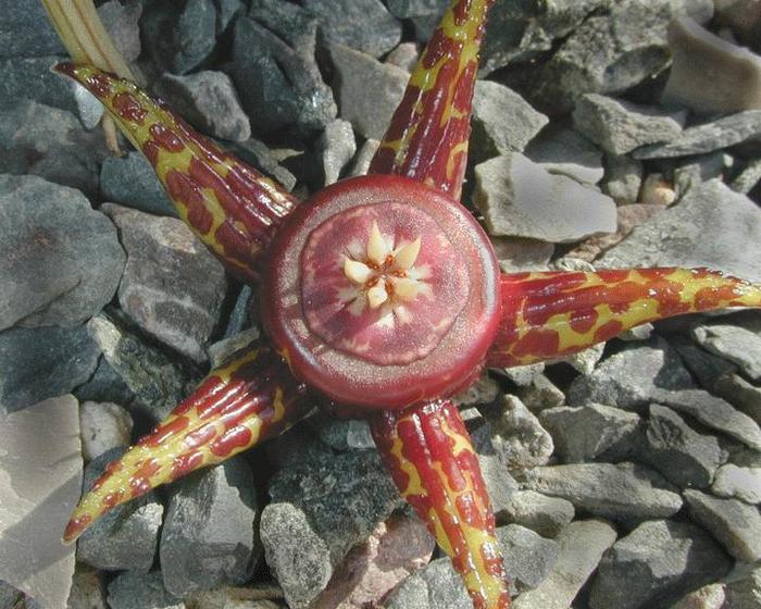 Duvalia somalensis