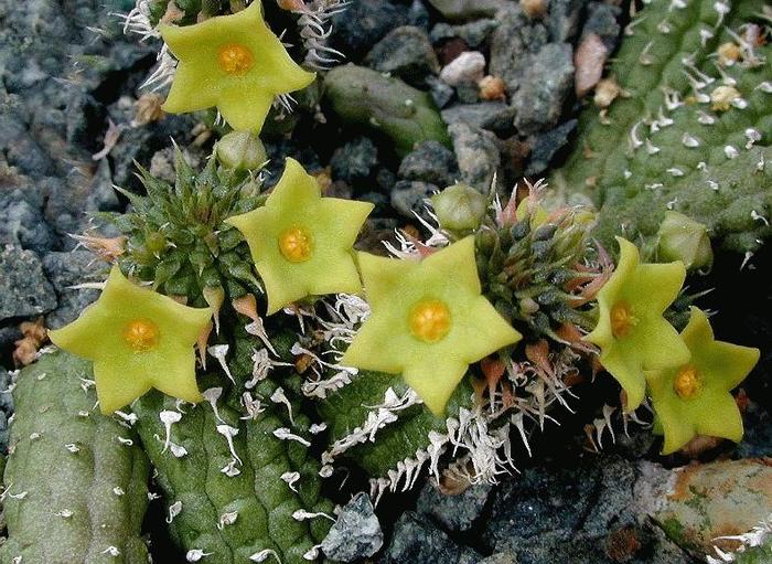 Echidnopsis chrysantha