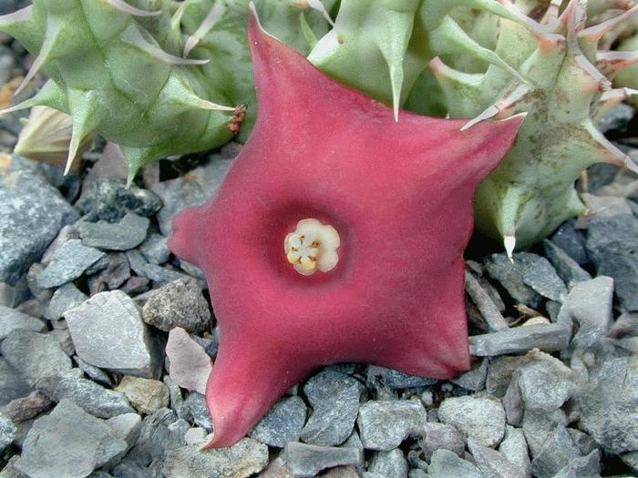 Huernia rubra
