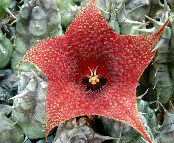 Huernia saudiarabica