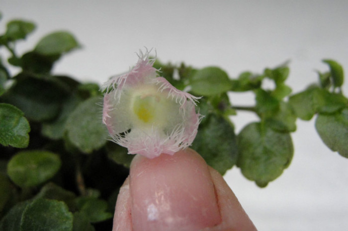 floare f mica-( degetul aratator) - B-Alsobia