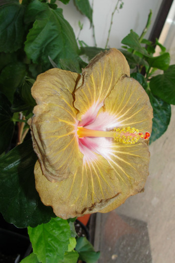 10.09.12 - B-hibiscus de la Gommer 2012
