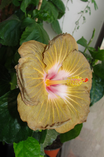  - B-hibiscus de la Gommer 2012