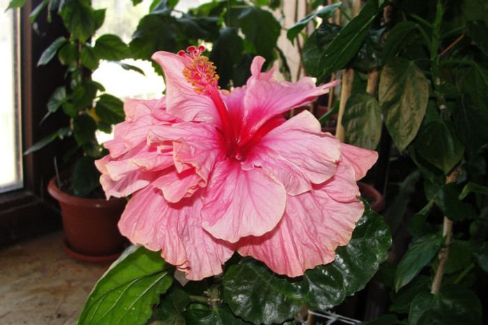 posibil  hibiscus Dorothy Brady - B-hibiscus-2012 4