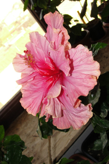  - B-hibiscus-2012 4