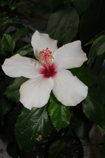hibiscus Apple Blossom - B-hibiscus-2012 4