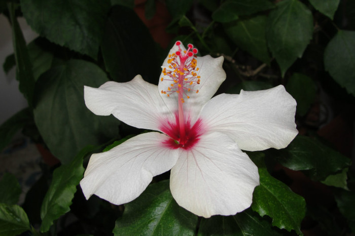 12.09.12 - B-hibiscus-2012 4