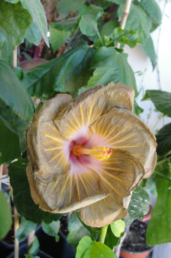 11.09.12 - B-hibiscus de la Gommer 2012