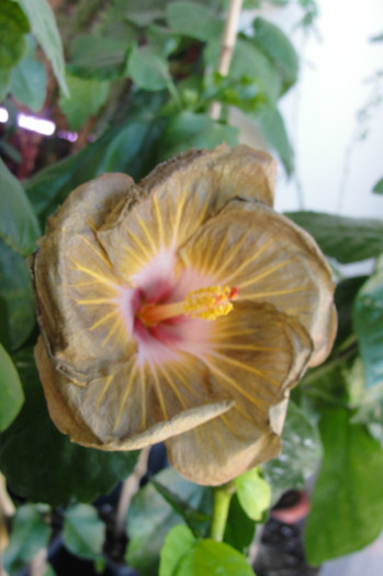 a 3 a zi - B-hibiscus de la Gommer 2012