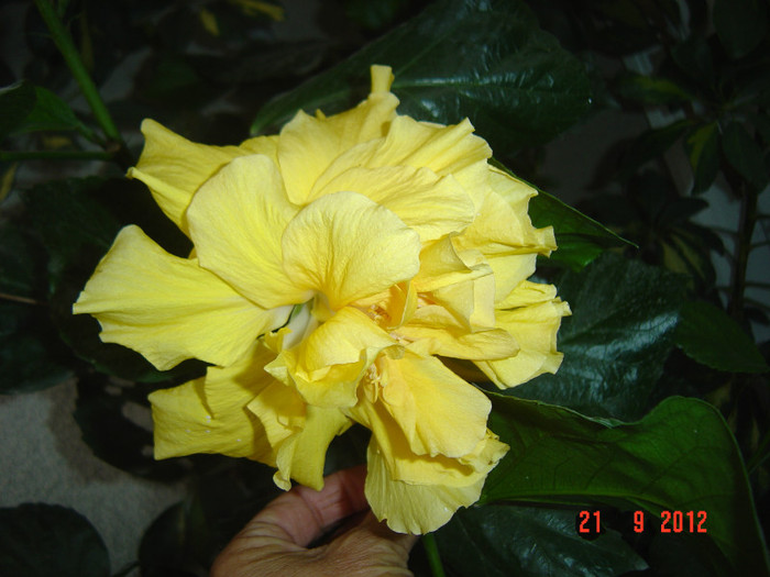 Picture 459 - 09-2012-HIBISCUS