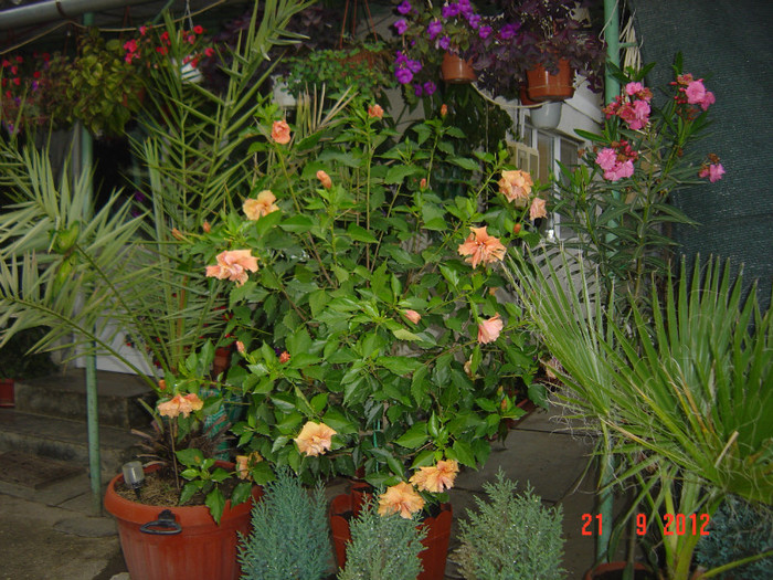 Picture 454 - 09-2012-HIBISCUS