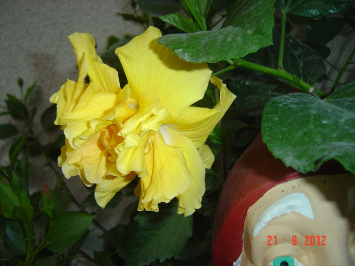 Picture 455 - 09-2012-HIBISCUS