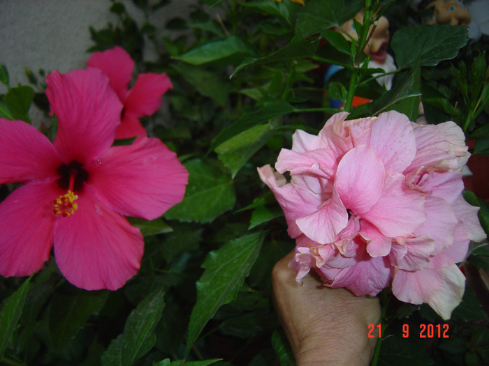 Picture 458 - 09-2012-HIBISCUS