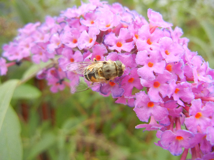Bee on Butterfly Bush (2012, Sep.09)