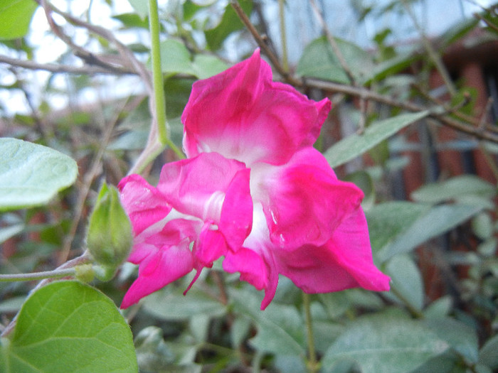 Double Pink Morning Glory (2012, Sep.22)