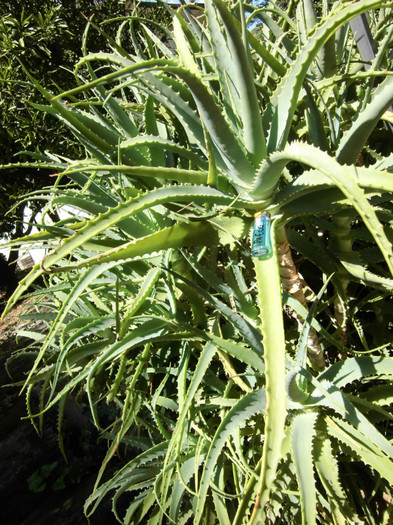CIMG0629 - Aloe arborescens-experiment