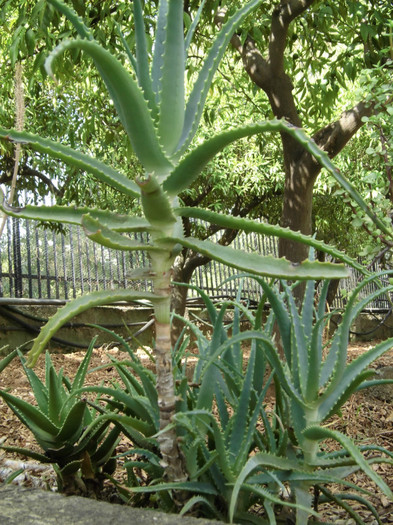 CIMG0258 - Aloe arborescens-experiment