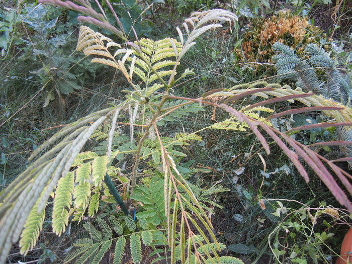 Albizia julibrissin (2012, Sep.12) - Albizia julibrissin_Silk Tree