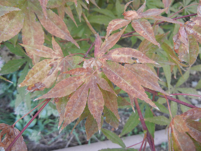 Acer palmatum (2012, September 16)