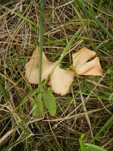 Gingko biloba in Autumn (2012, Sep.18)