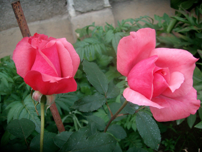 SANY0142 - Trandafiri 2012