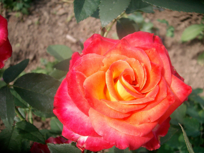 SANY0150 - Trandafiri 2012