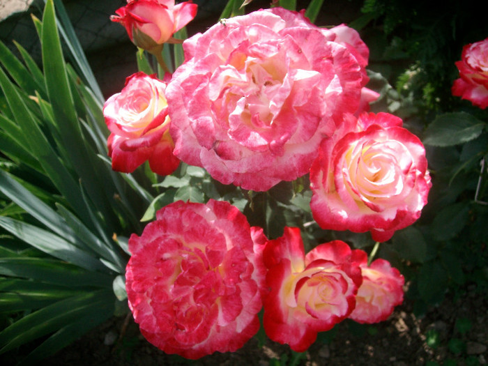 SANY0160 - Trandafiri 2012