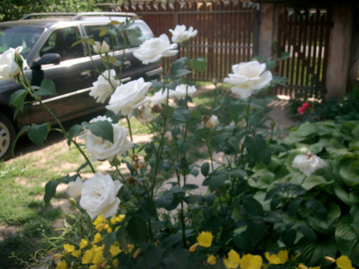 SANY0166 - Trandafiri 2012