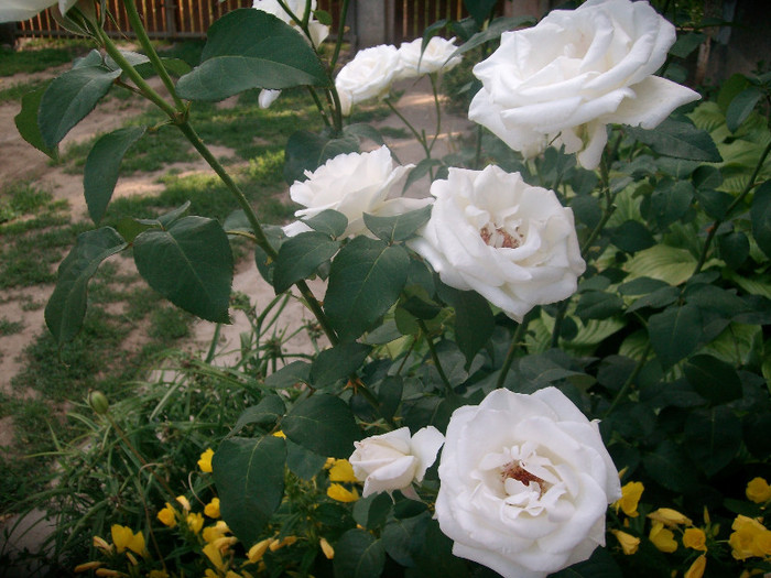 SANY0167 - Trandafiri 2012