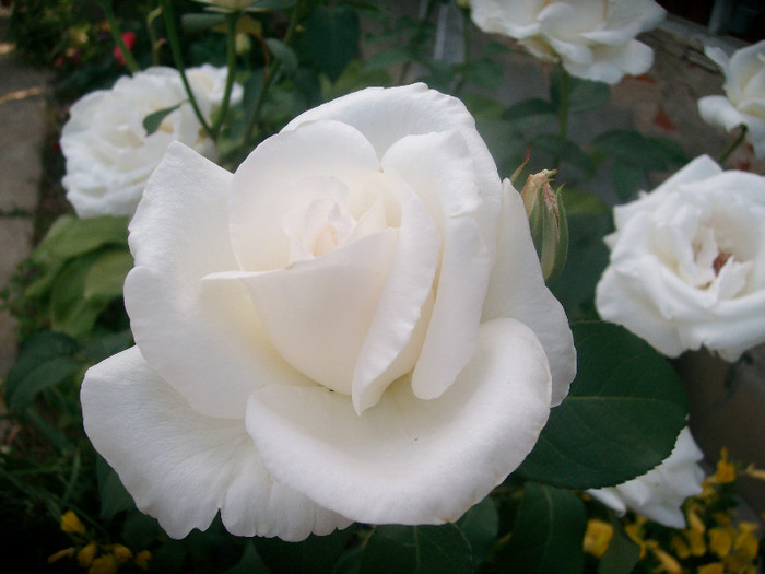 SANY0168 - Trandafiri 2012