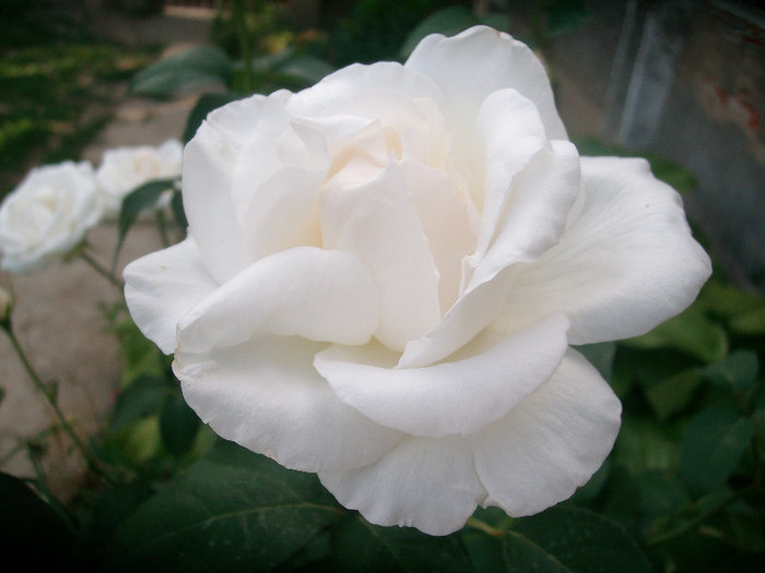 SANY0169 - Trandafiri 2012