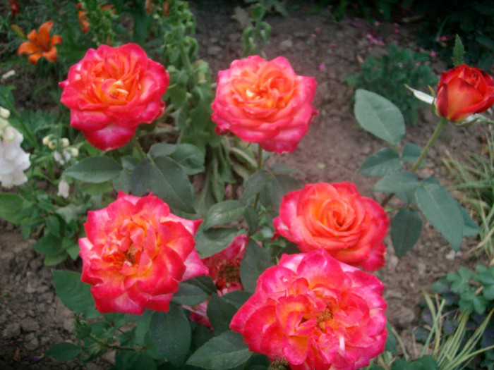 SANY0179 - Trandafiri 2012