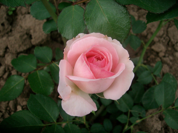 SANY0186 - Trandafiri 2012