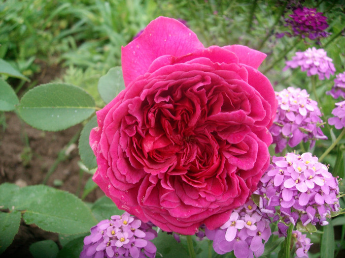 SANY0199 - Trandafiri 2012