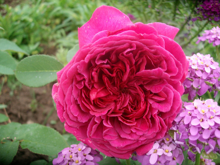 SANY0202 - Trandafiri 2012