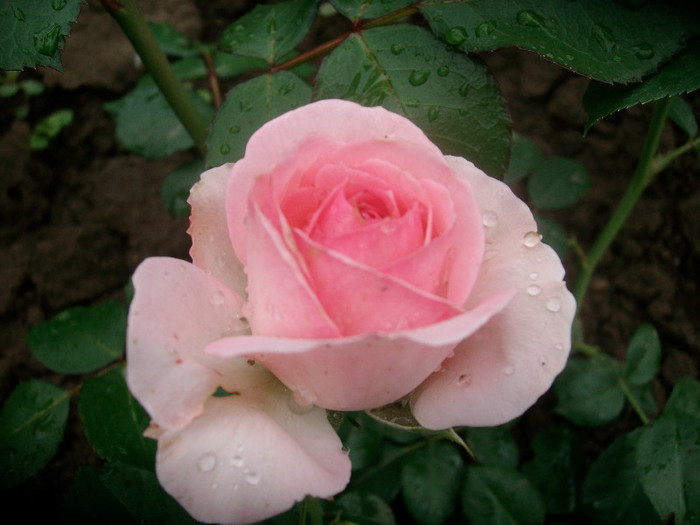 SANY0203 - Trandafiri 2012