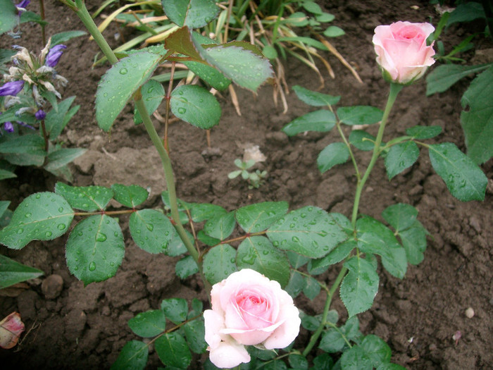 SANY0204 - Trandafiri 2012