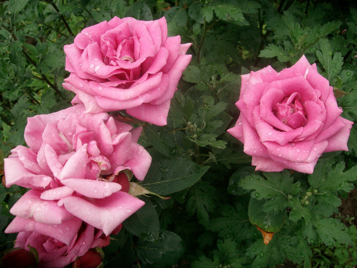 SANY0207 - Trandafiri 2012