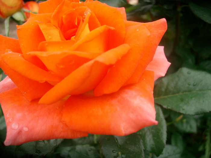 SANY0209 - Trandafiri 2012