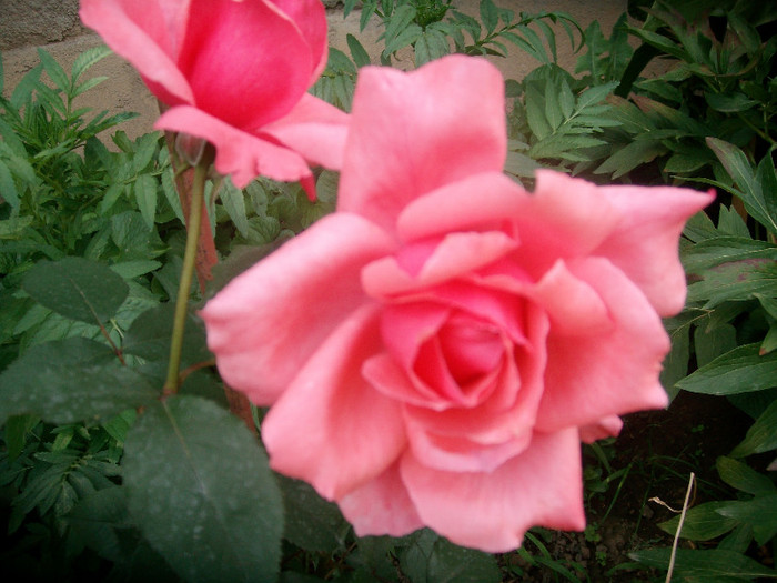 SANY0226 - Trandafiri 2012