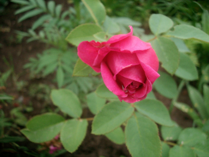 SANY0243 - Trandafiri 2012