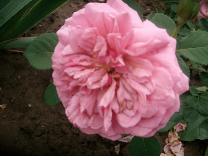 SANY0244 - Trandafiri 2012