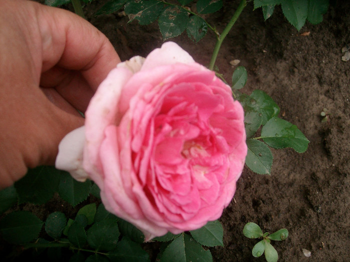 SANY0247 - Trandafiri 2012