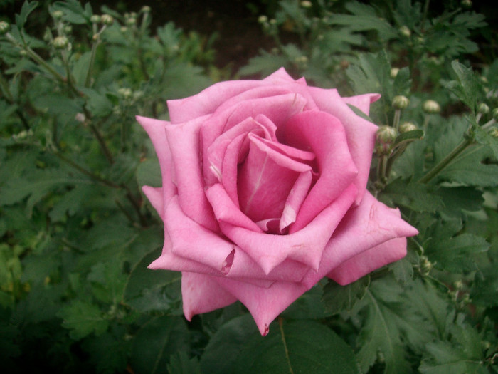 SANY0249 - Trandafiri 2012